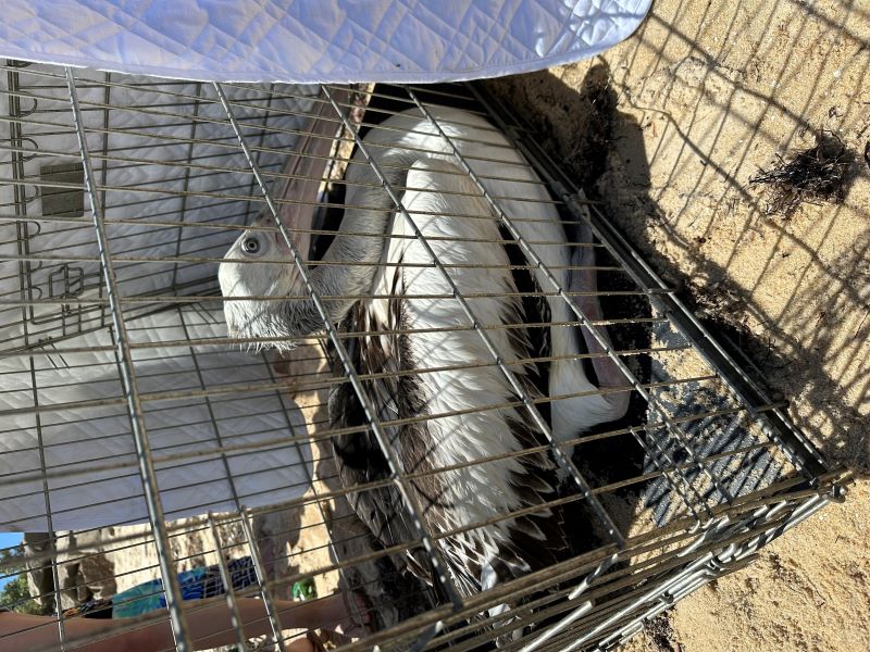 pelican