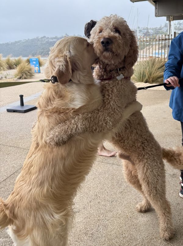 Cuddling dogs 1
