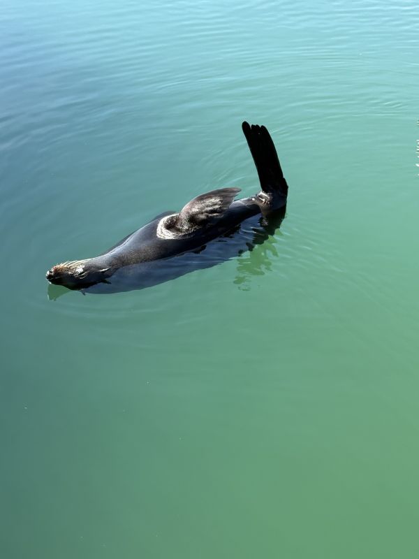 seal 1