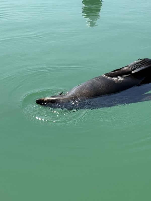 seal 2