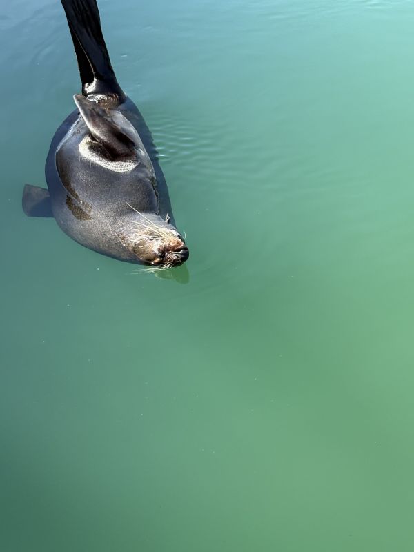 seal
