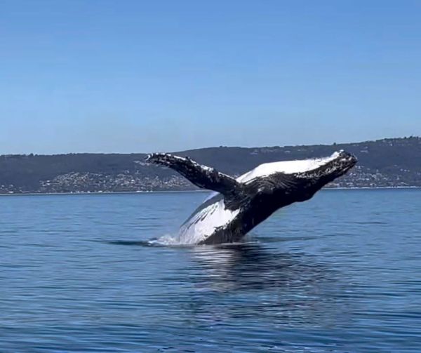whale